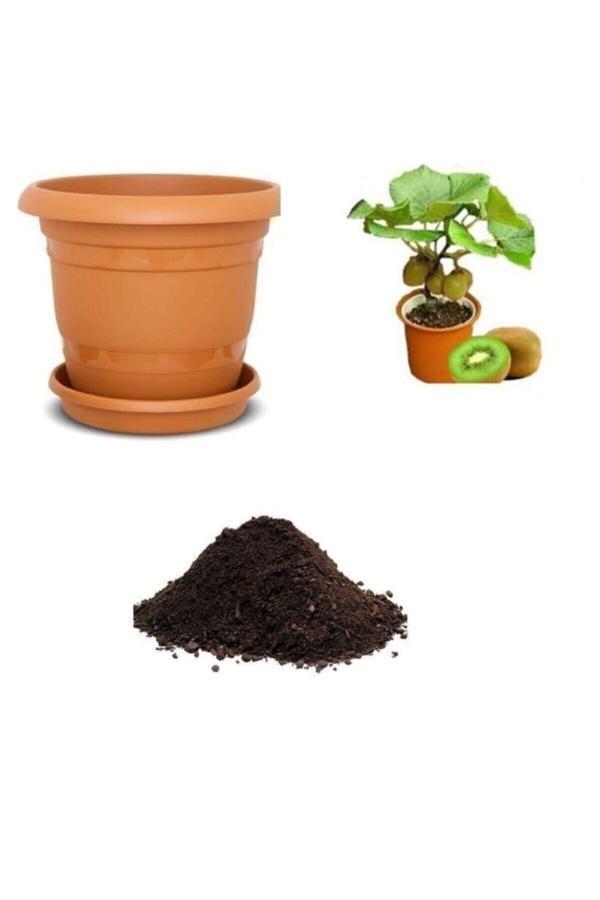 Ayc Botanik Ithal Kivi Bonzai Ağacı Tohumu Ekim Seti - Image 1