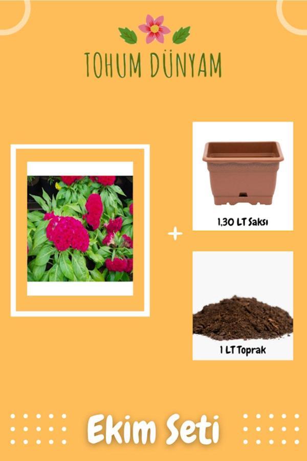 Ayc Botanik Horozibiği (Celosia) Çiçek Tohumu Ekim Seti - Image 1