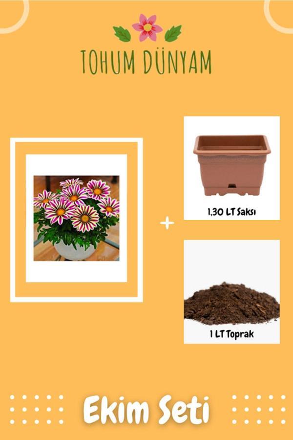Ayc Botanik Karışık Gazanya Çiçeği Tohumu Koyun Gözü Çiçek Tohumu Ekim Seti - Image 1