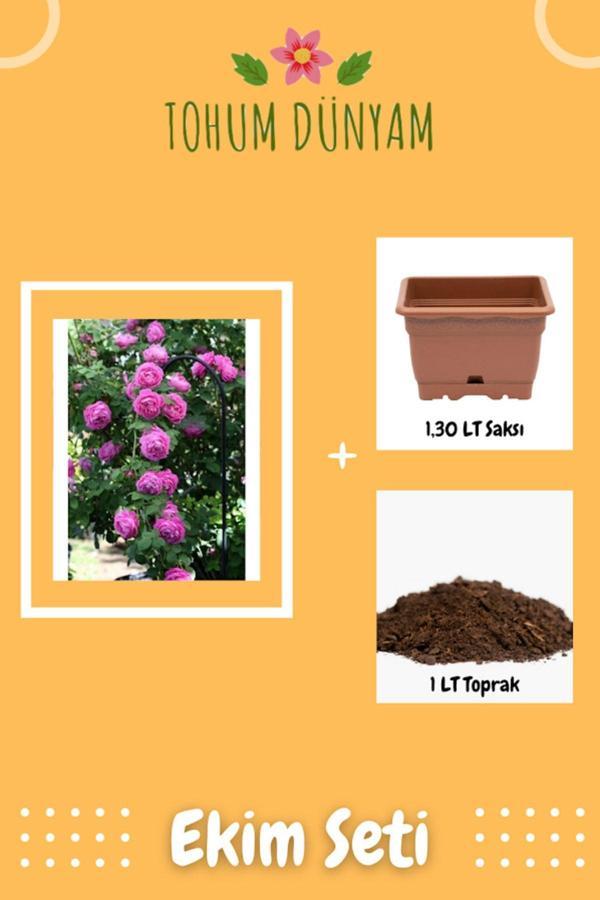 Ayc Botanik Pembe Renkli Katmerli Sarmaşık Gül Tohumu Ekim Seti - Image 1