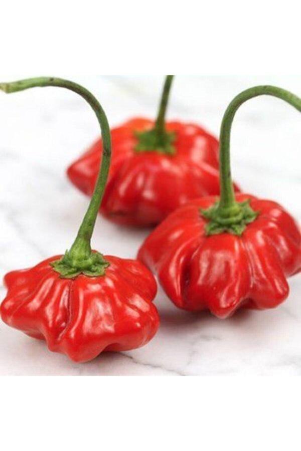 Ayc Botanik Nadir Ithal Kırmızı Gül Biberi Tohumu Ekim Seti 5 Tohum Biber Tohumu Saksı Toprak Kombin - Image 1