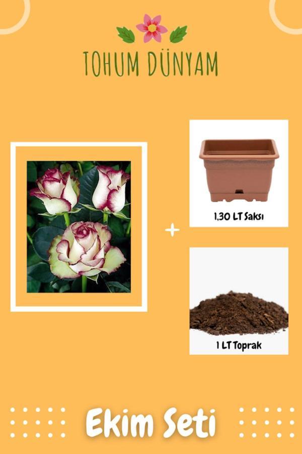 Ayc Botanik Yeşil Hipnoz Gül Tohumu Ekim Seti - Image 1