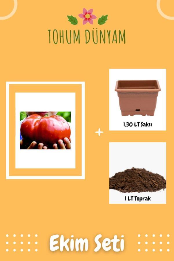Ayc Botanik Nadir Ithal Dev Hollanda Domates Tohumu Ekim Seti - Image 1