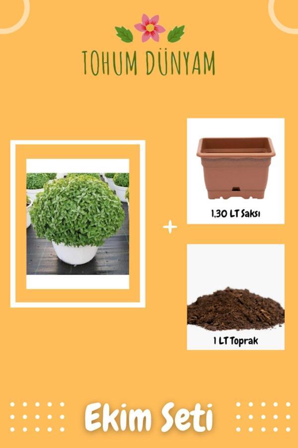Ayc Botanik Top Fesleğen Tohumu Ekim Seti - Image 1