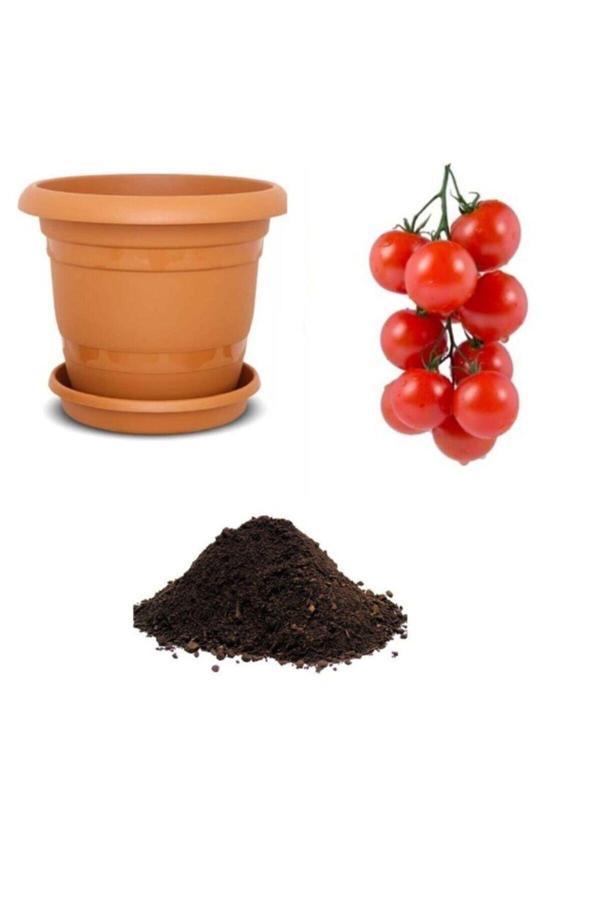 Ayc Botanik Nadir Erkenci Salkım Domates Tohumu Ekim Seti - Image 1