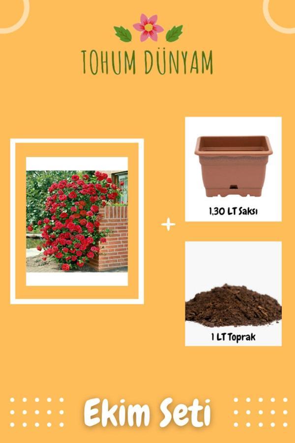 Ayc Botanik Kokulu Yediveren Kırmızı Sarmaşık Gül Tohumu Ekim Seti - Image 1