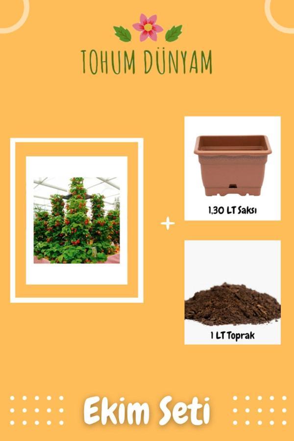 Ayc Botanik Ithal Alman Çilek Ağacı Tohumu Ekim Seti - Image 1