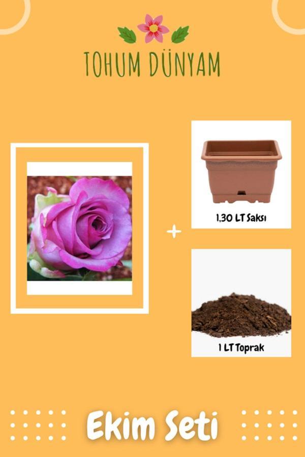 Ayc Botanik Otantik Pembe Gül Tohumu Ekim Seti - Image 1