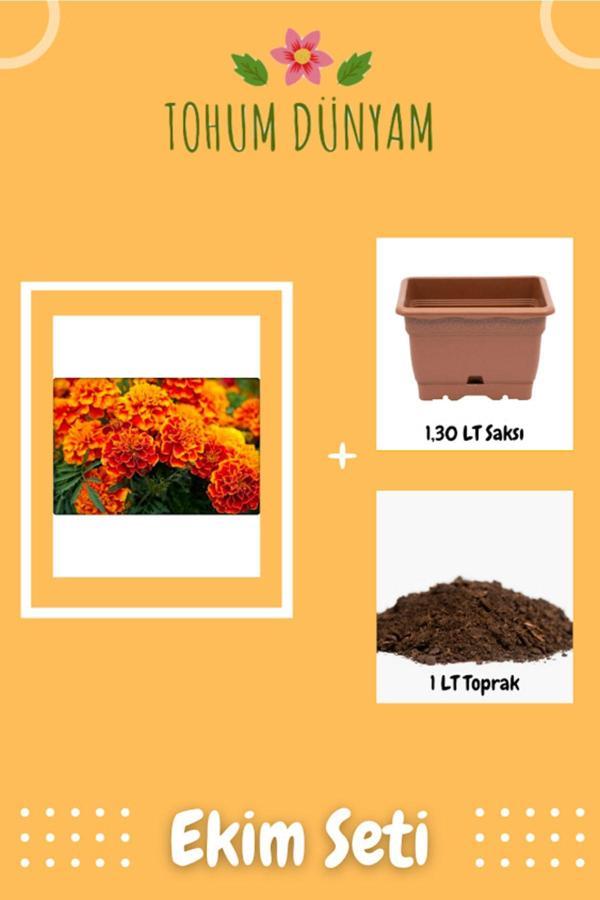 Ayc Botanik Kadife Çiçeği Tohumu Ekim Seti - Image 1