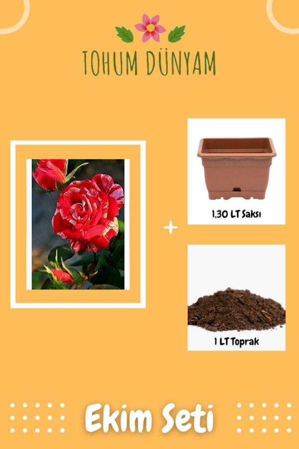 Ayc Botanik Özel Renkli Gül Tohumu Ekim Seti - Image 1