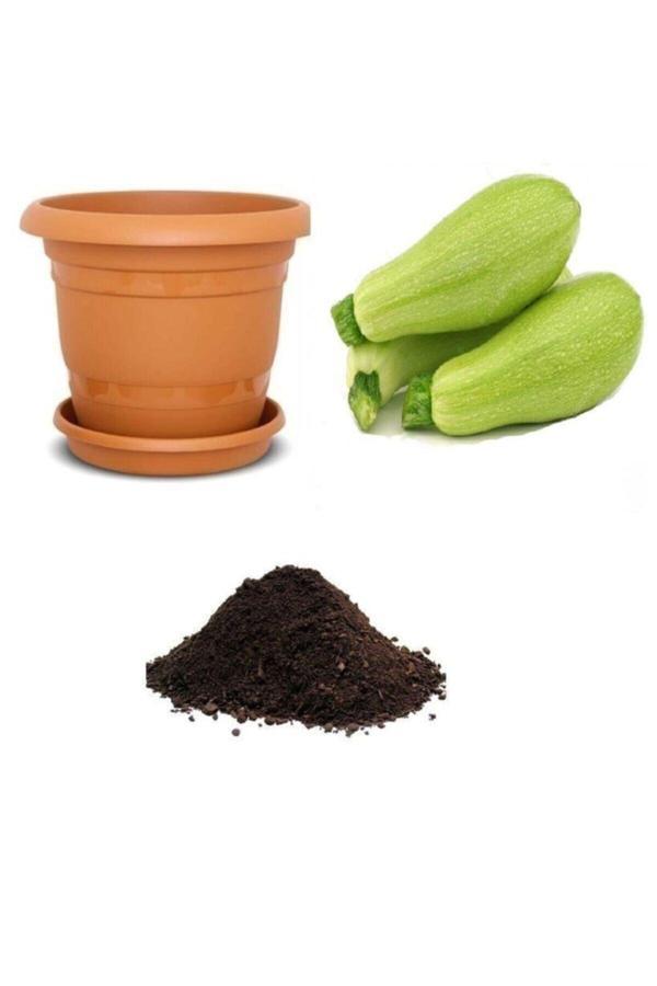 Ayc Botanik Dolmalık Kabak Tohumu Ekim Seti - Image 1