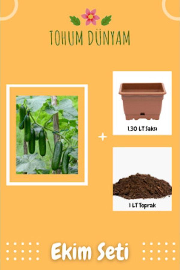 Ayc Botanik Erkenci Yediveren Hıyar Tohumu Ekim Seti - Image 1