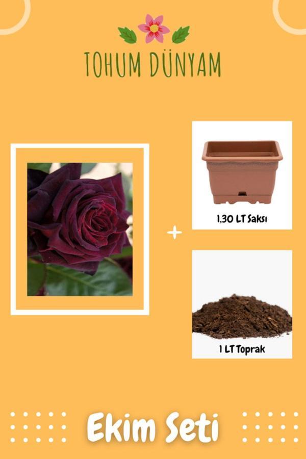 Ayc Botanik Kokulu Kadife Bordo Gül Tohumu Ekim Seti - Image 1