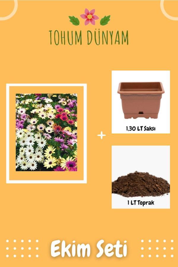 Ayc Botanik Karışık Bodrum Papatyası Tohumu Ekim Seti - Image 1