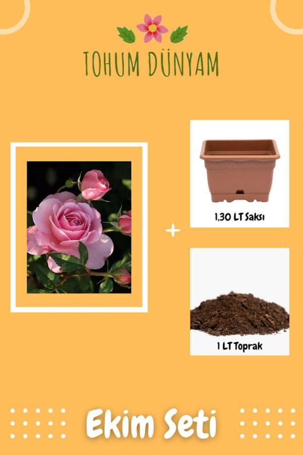 Ayc Botanik Kokulu Açık Pembe Gül Tohumu Ekim Seti - Image 1