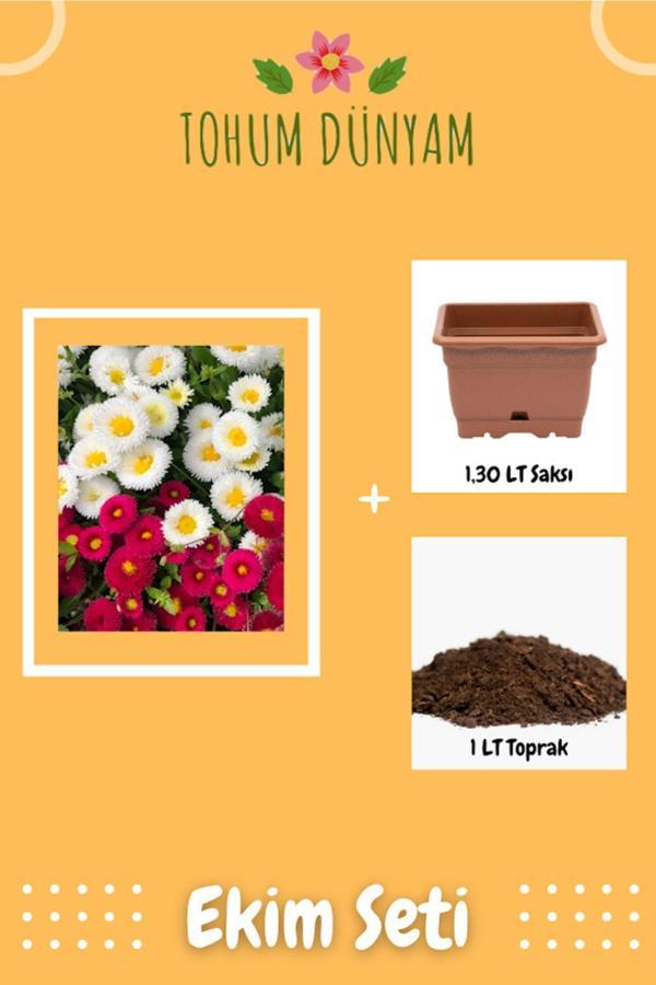 Ayc Botanik Şeker Tabağı Çiçeği Tohumu Ekim Seti - Image 1