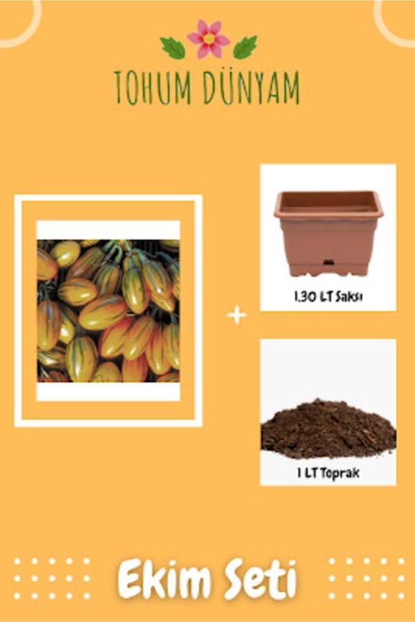 Ayc Botanik Çizgili Togo Patlıcan Tohumu Ekim Seti - Image 1