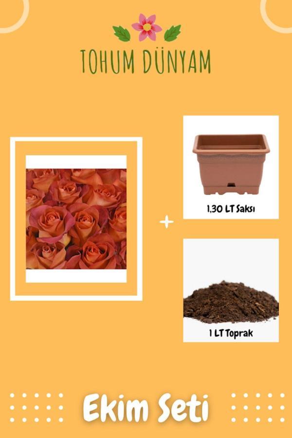 Ayc Botanik Aşk Gülü Tohumu Ekim Seti - Image 1