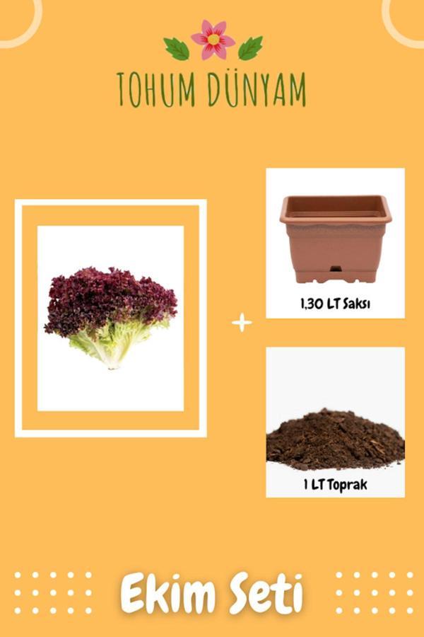 Ayc Botanik Kırmızı Kıvırcık Marul Tohumu Ekim Seti - Image 1