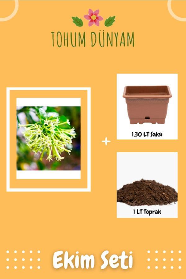Ayc Botanik Kokulu Melisa Çiçeği Tohumu Ekim Seti - Image 1