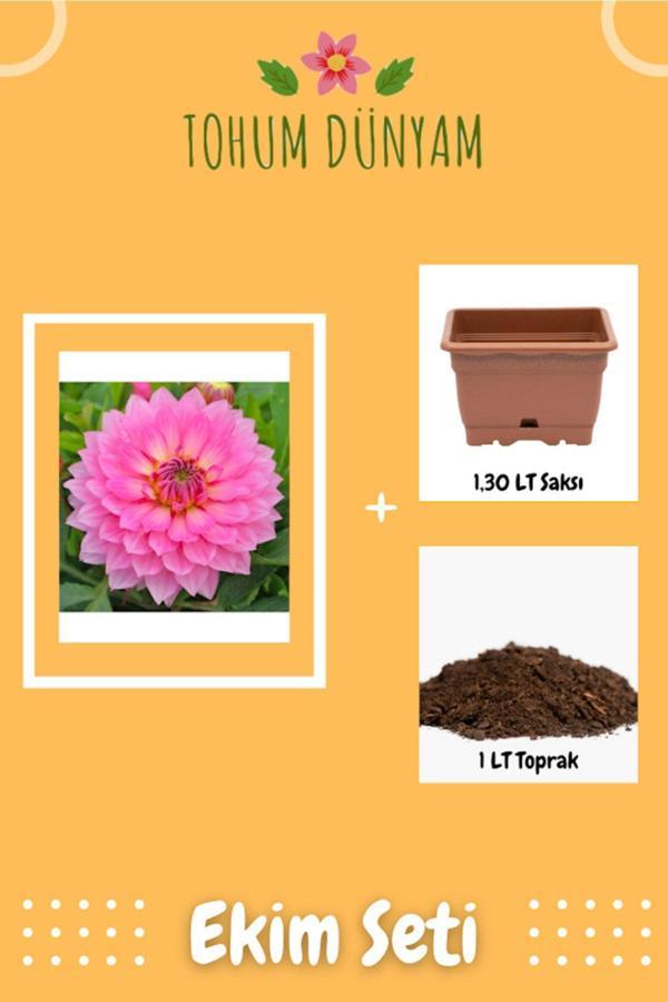 Ayc Botanik Dahlia Çiçek Pembe Tohumu Ekim Seti - Image 1
