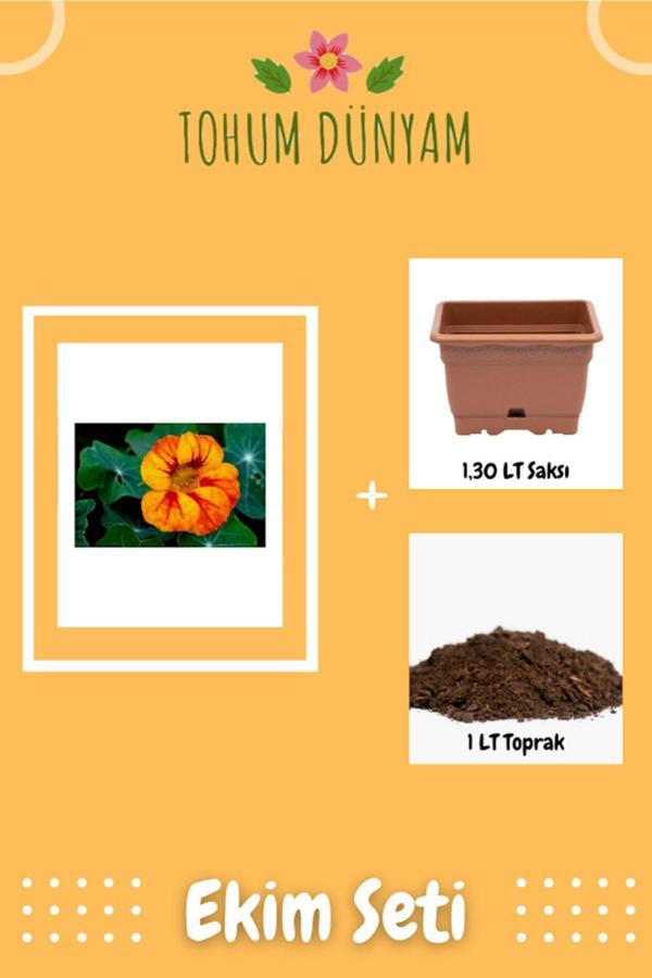 Ayc Botanik Latin Çiçeği (Nasturtium Majus) Tohumu Ekim Seti - Image 1