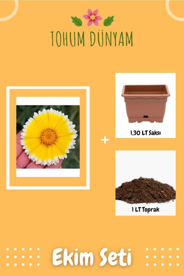 Ayc Botanik Sarı-Beyaz Layia Çiçek Tohumu Ekim Seti - Image 1