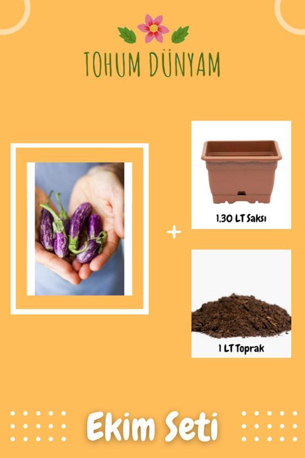 Ayc Botanik Nadir Thailand Mini Kemer Patlıcan Tohumu Ekim Seti - Image 1