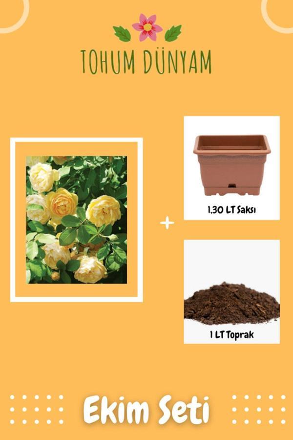 Ayc Botanik Kokulu Yediveren Sarı Sarmaşık Gül Tohumu Ekim Seti - Image 1