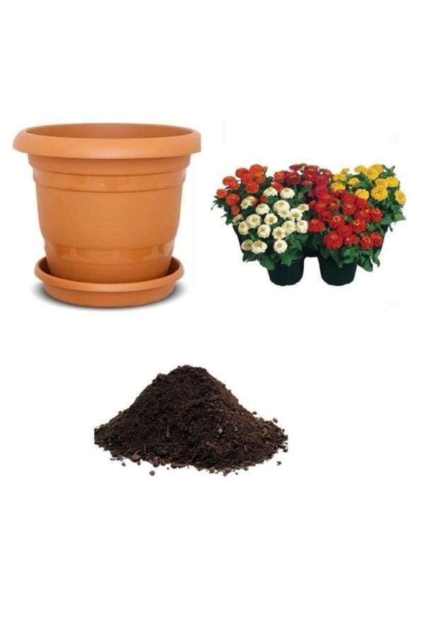 Ayc Botanik Karışık Zinna Çiçeği Tohumu Ekim Seti Tohum - Image 1