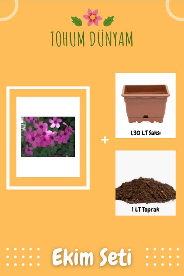 Ayc Botanik Süs Yoncası Tohumu Ekim Seti - Image 1