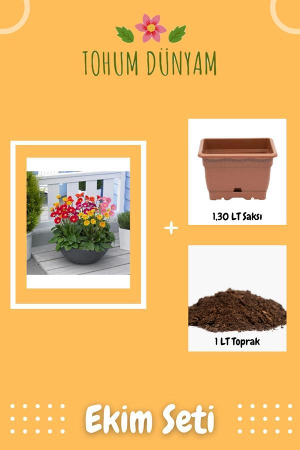 Ayc Botanik Nadir Karışık Gerbera Çiçeği Tohumu Ekim Seti - Image 1