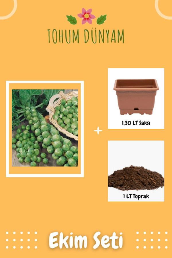 Ayc Botanik Yediveren Brüksel Lahanası Tohumu Ekim Seti - Image 1