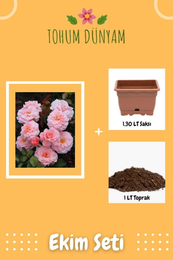 Ayc Botanik Yediveren Pembe Gül Tohumu Ekim Seti - Image 1
