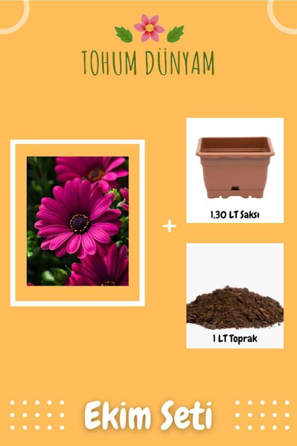 Ayc Botanik Koyu Pembe Papatya Tohumu Ekim Seti - Image 1