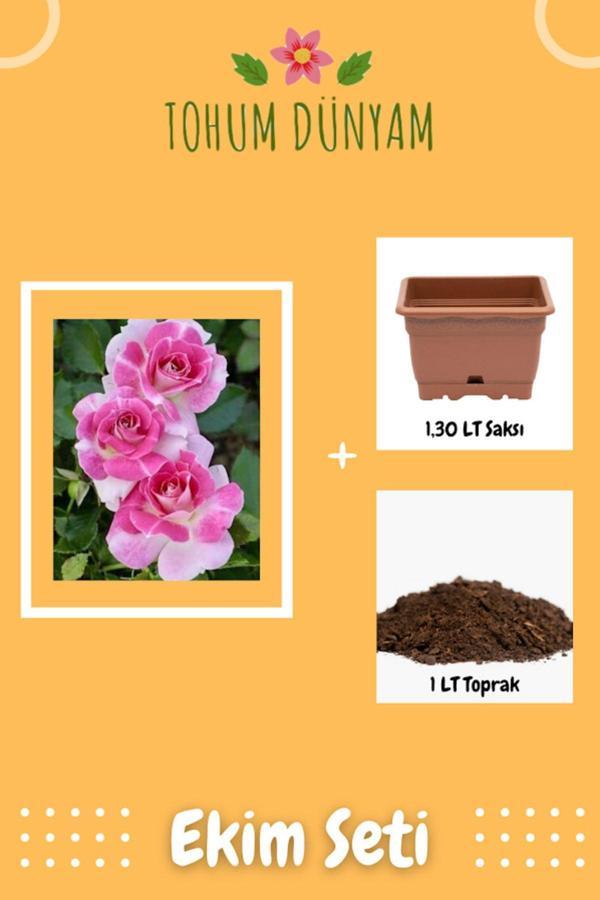 Ayc Botanik Pembe Beyaz Gül Tohumu Ekim Seti - Image 1