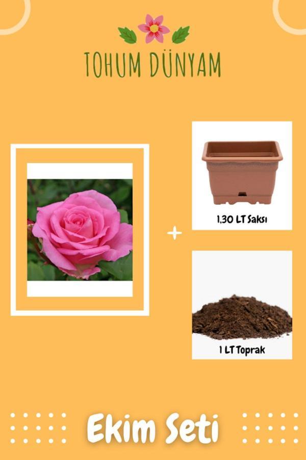 Ayc Botanik Beverly Narin Pembe Gül Tohumu Ekim Seti - Image 1