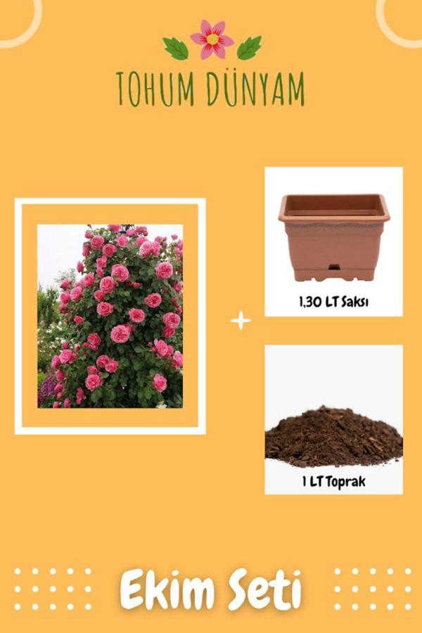 Ayc Botanik Pembe Renkli Sarmaşık Gül Tohumu Ekim Seti - Image 1