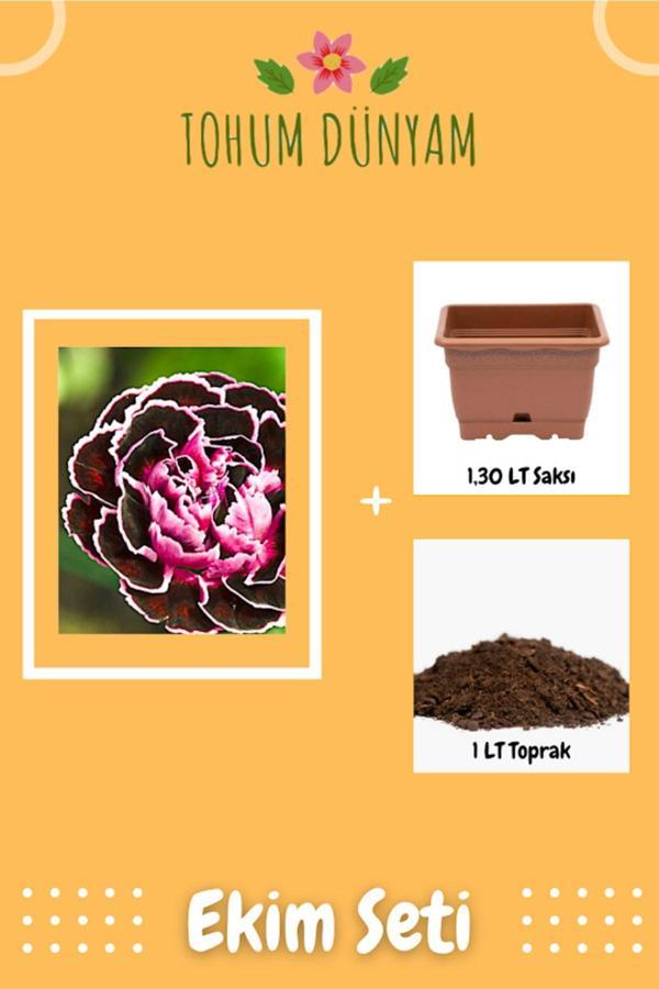 Ayc Botanik Karanfil Siyah Çiçeği Tohumu Ekim Seti - Image 1