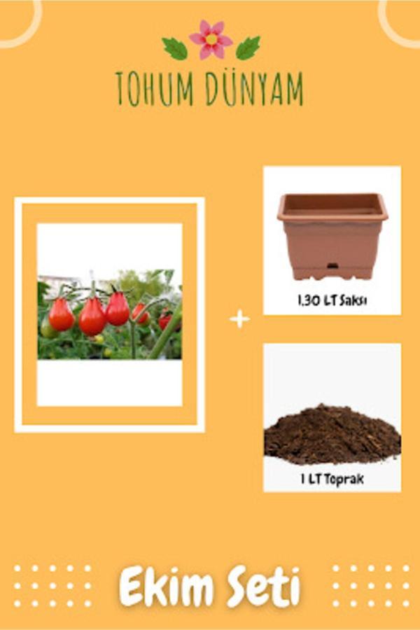 Ayc Botanik Kırmızı Renkli Ampul Domates Tohumu Ekim Seti - Image 1