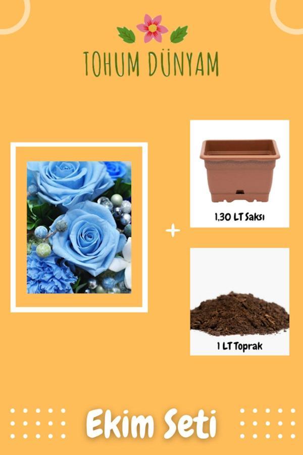 Ayc Botanik Kokulu Bebe Mavisi Gül Tohumu Ekim Seti - Image 1