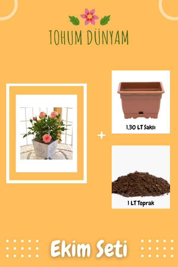 Ayc Botanik Minyatür Gül Tohumu Ekim Seti - Image 1