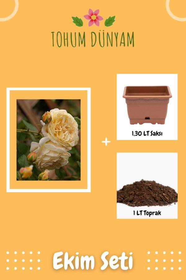 Ayc Botanik Kokulu Sarı Hollanda Gül Tohumu Ekim Seti - Image 1