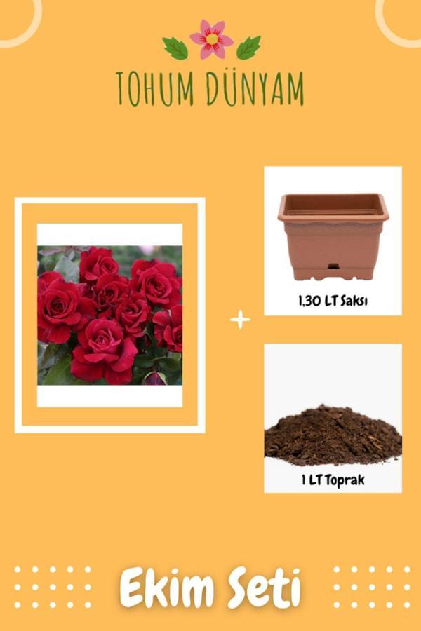 Ayc Botanik Kırmızı Bellevue Gül Tohumu Ekim Seti - Image 1