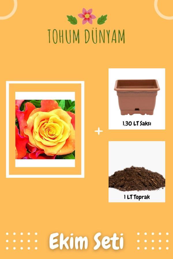 Ayc Botanik Ateş Perisi Gül Tohumu Ekim Seti - Image 1