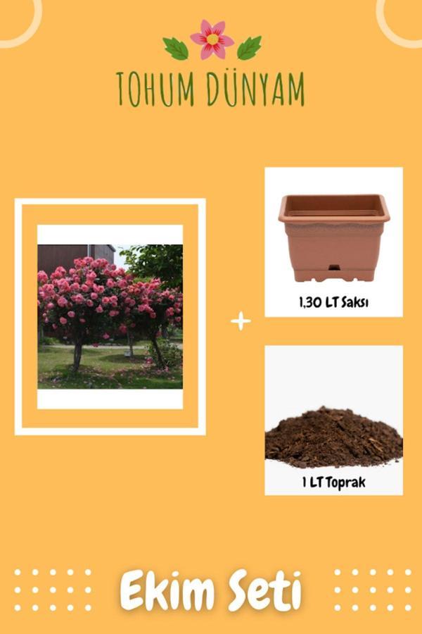 Ayc Botanik Bodur Pembe Gül Ağacı Tohumu Ekim Seti - Image 1