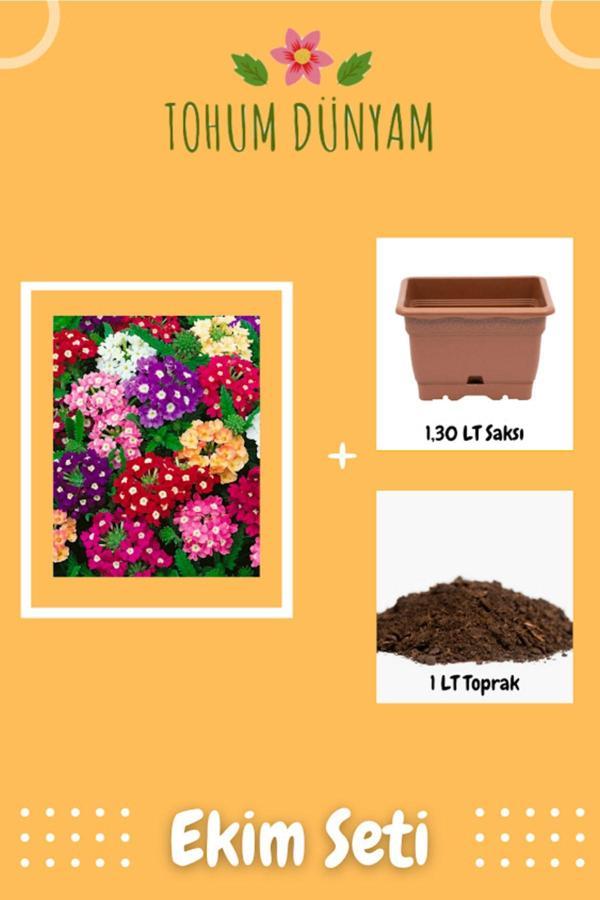 Ayc Botanik Mine Çiçeği 1. Kalite Tohumu Ekim Seti - Image 1