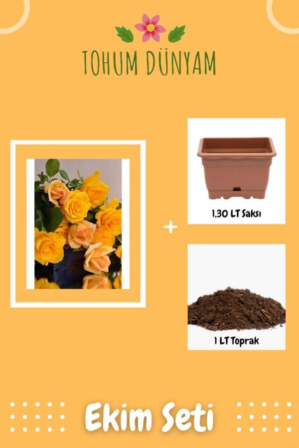 Ayc Botanik Sarı Gül Tohumu Ekim Seti - Image 1
