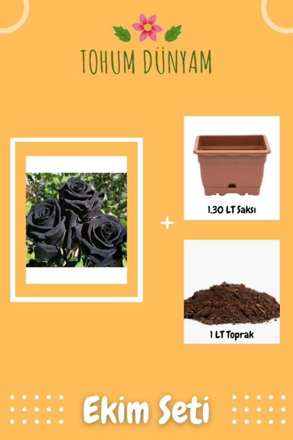 Ayc Botanik Siyah Gül Tohumu Ekim Seti - Image 1