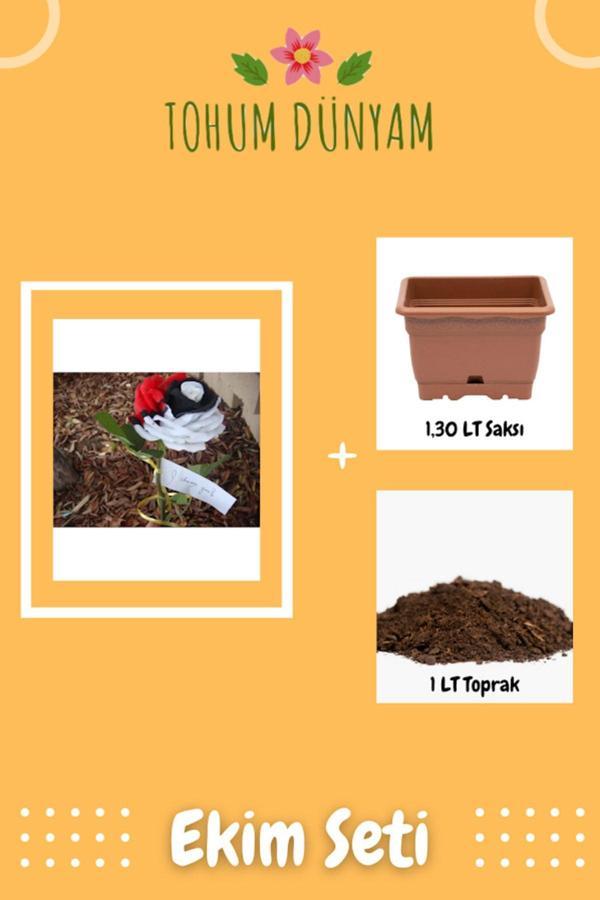 Ayc Botanik Siyah Inci Gül Tohumu Ekim Seti - Image 1